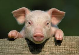 Image result for pig