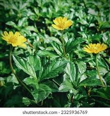 Image result for Aspilia