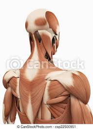 Musclesm in the upper human back / my blog: Medical 3d Illustration Of The Upper Back Muscles Canstock