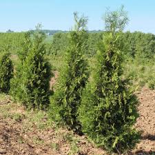 Image result for Hetaeria occidentalis