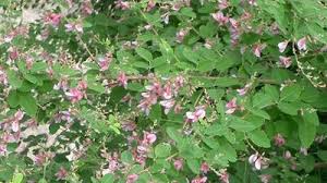 Image result for Fabaceae subfamily Papilionoideae