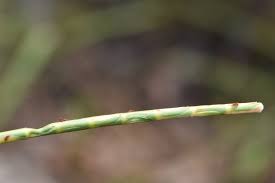 Image result for Coelorachis