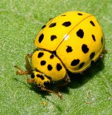 •retail/property management — it is critical for you to •restaurants — keep the bugs away from the food! Pest Control Ladybug Pest Control Amarillo