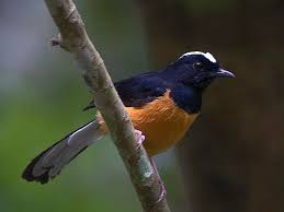 Black Bird With White Tail Philippines White Browed Shama Endemic To The Philippines Birds Animals Brows