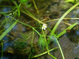 Image result for Ranunculus rionii