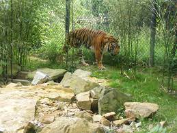 Akron Zoo Tiger Akron Zoo Zoo Photos Sumatran Tiger