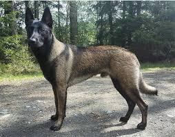 Pin By Kerem Avcan On Malinois Guard Dog Breeds Dog Breeds Guard Dogs