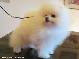 Here we post everything and anything about pomeranians! Pomeranian Vaccination Schedule
