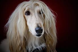 This is her photograph and show record page. Afghan Hound History Facts Personality Temperament Care