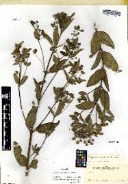 Image result for Lippia praecox