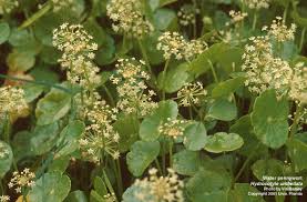 Image result for Hydrocotyle
