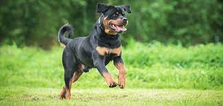 The american rottweiler club (arc) was formed in 1973 to promote the health tested and cleared reproduction of the rottweiler as well as protect them as a breed. Rottweiler So Findest Du In Ihm Schutz Und Wohlbehagen