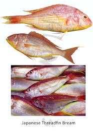 Confused Over Fish Names The Treasure House Of Recipes Flavours Threadfin Bream Fish In 2020 Fish Over Fish Freshwater Fish
