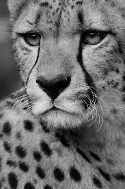 Black And White Cheetah Photography Olhar Atento Foto De Fotografo Pt Olhares Com Gorgeous Cats Animals Beautiful Wild Cats