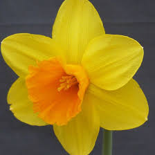 Narcissus Bright Jewel Narcissus Daffodils Bright