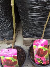 Image result for magnolia genia