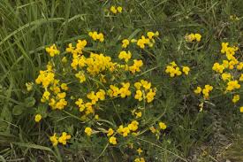 Image result for Lotus corniculatus