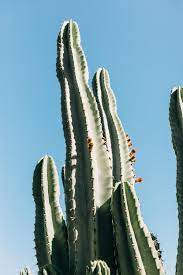 It is a political satire in the form of a radio play featuring characters that portray the ministers and shadow ministers of the australian parliament. 2 000 Best Cactus Photos 100 Free Download Pexels Stock Photos