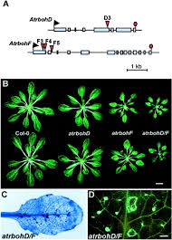 Maybe you would like to learn more about one of these? Arabidopsis Gp91phox Homologues Atrbohd And Atrbohf Are Required For Accumulation Of Reactive Oxygen Intermediates In The Plant Defense Response Pnas