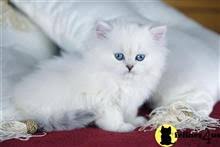 Welcome to teacup persian kittens persian kittens for sale. Kittens For Sale In Washington