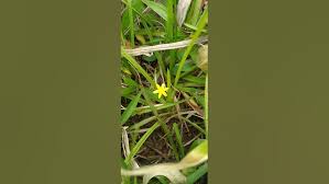 Image result for Hypoxis kilimanjarica