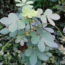 Image result for Cassia thyrsoidea