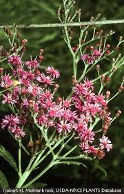Image result for Vernonia melleri