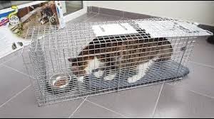 The top countries of supplier is china, from which the. Tnr Setting Up A Cat Trap Havahart Model 1089 Youtube