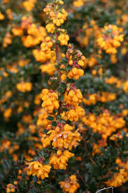 Image result for Berberis darwinii