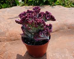 Image result for Euphorbia halipedicola