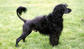 We did not find results for: Portuguese Water Dog Breed Information