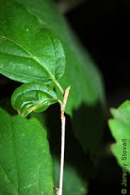 Image result for Hamamelidaceae