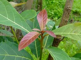 Image result for Terminalia bellirica