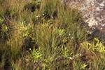 Image result for Syngonanthus longibracteatus