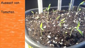 Beim säen von tomaten ist gutes timing gefragt: Tomaten Aussaen Saattips Vlog Urban Gardening Youtube