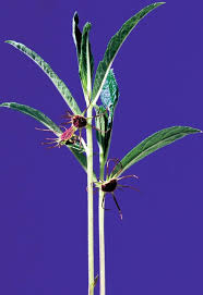 Image result for Dorstenia warneckei