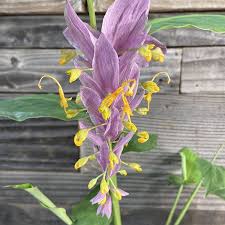 Image result for Globba