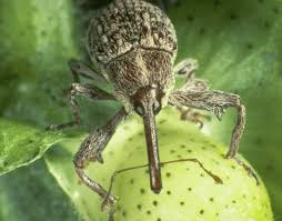 Boll weevil is a migratory pest, and its movement is largely dependent on wind direction and speed. Texas Don T Pack A Pest Home
