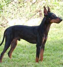 Review how much manchester terrier puppies for sale sell for below. Manchester Terrier Information Dog Breed Facts Dogell Com