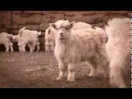 Loro Piana Baby Cashmere Youtube