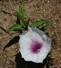 Image result for Ipomoea welwitschii