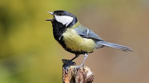 Image result for Kohlmeise vogelhouse