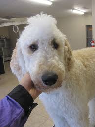The best advice is to be very specific to your groomer!! Learning To Do A Teddy Bear Clip Poodle Forum