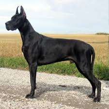 Bilderesultat for great dane wiki