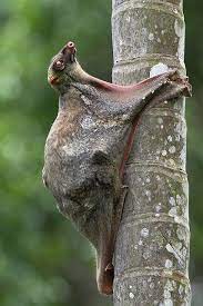 Sunda Flying Lemur Fyap1500 Unusual Animals Unique Animals Interesting Animals
