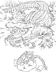 Realistic Animal Coloring Pages Advanced Coloring Pages Difficult 6563 Bestofcoloring Co Animal Coloring Books Detailed Coloring Pages Animal Coloring Pages You can choose the 2020 for animals coloring books apk version that suits your phone, tablet, tv.