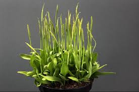 Image result for Ophioglossum thomasii