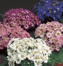 Image result for Cineraria