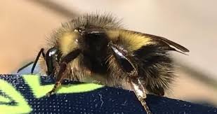 Image result for Bombus sporadicus