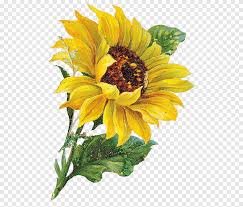 Open Free Content Common Sunflower Sunflower Drawing Watercolor Painting Sunflower Png Pngegg ✓ free for commercial use ✓ high quality images.